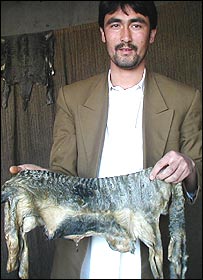 پوست قره قل