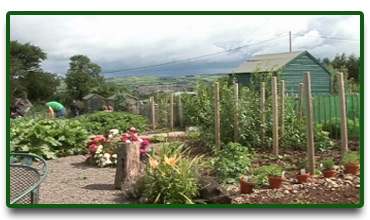 The Allotment in July