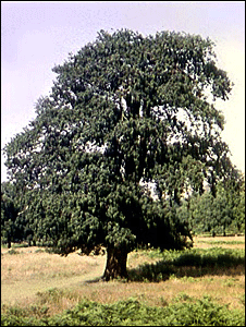 tree_bbc_226300.gif
