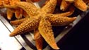Starfish!