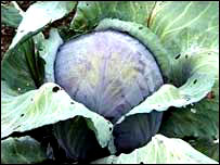 Repolho é rico em substâncias químicas que agem como protetores naturais