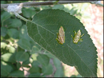 دپخته ګک ناروغي