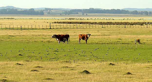 Laguna de Rocha en Uruguay Foto: gentileza Joaquín Aldabe