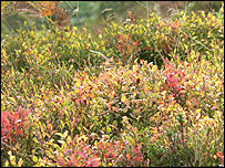 Autumn Bilberry