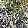 Ophiopogon planiscapus 'Nigrescens'