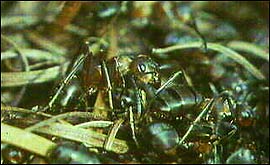 Bovey ants 