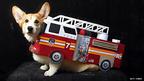 A corgi dog wearing a fire engine outfit