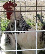Look at general feather condition of the bird