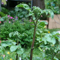 Potato 'Shetland Black'