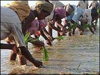 पंजाब में धान की खेती