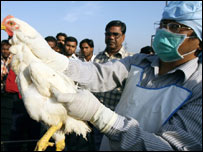 मुर्गियों की जाँच