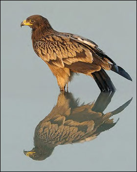 2009年Birdguides鸟类摄影比赛作品之一（摄影：Dileep Kumar）