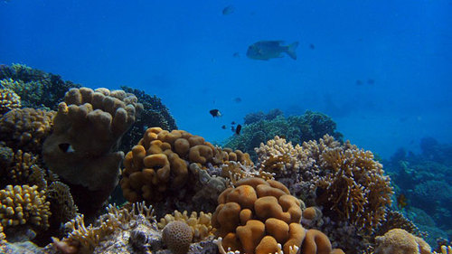 A pristine reef off Shark el-Sheikh... but for how much longer? (Photo: Ian Fergusson)
