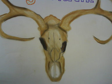 Cattle's skull