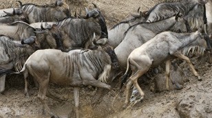 Wildebeest by Kip Lee