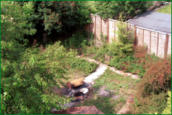 Garden that needs a make over