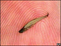 سب سے چھوٹی مچھلی