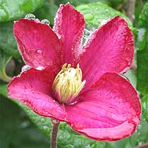 Clematis 'Anna Louise'