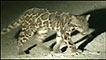 Leopardo nebuloso de Sundaland (Foto: A Wilting/A Mohamed/Cat News)