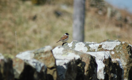 A beautiful pair of oyster catchers. Rathlin Island. Pic Celine. May 06