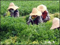 کارگران افغان