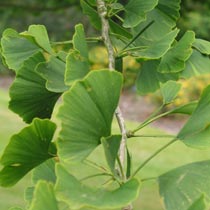 Ginkgo biloba