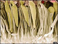 रेटिना की माँसपेशियाँ