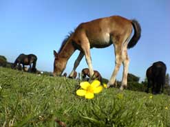 Foal and flower on camomile lawn