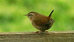 Wren. Photo: Gale Jolly