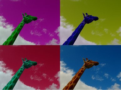 Multiple Giraffe.