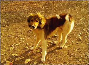 عکس ازعلی اخوان