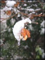 Beech nut by Emma Pickford
