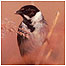 Wetland activities (Image: Reed Bunting)