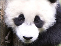 大熊猫