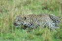 Leopard in the Mara 1