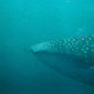Just out for a stroll - the Whale Shark glides through the water