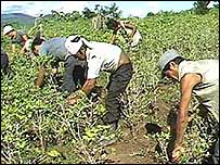 plantação de coca