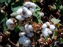 بديل کشت کوکنار