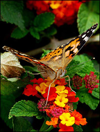 دپنتګانوښار