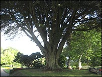 Historic beech tree