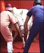 Vets tranquilising a horse