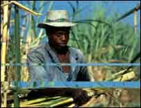 Sklizeň cukrové třtiny