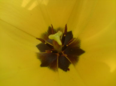 Yellow Tulip