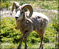 سرفه گوسفندان