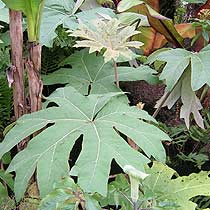 tetrapanax_papyrifer