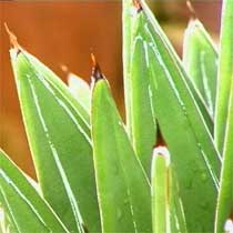 Agave