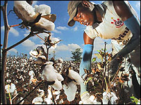 Colheita de algodão