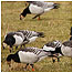 Barnacle Geese