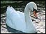 Swans