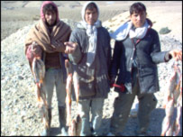 کبان او کب نيوونکي